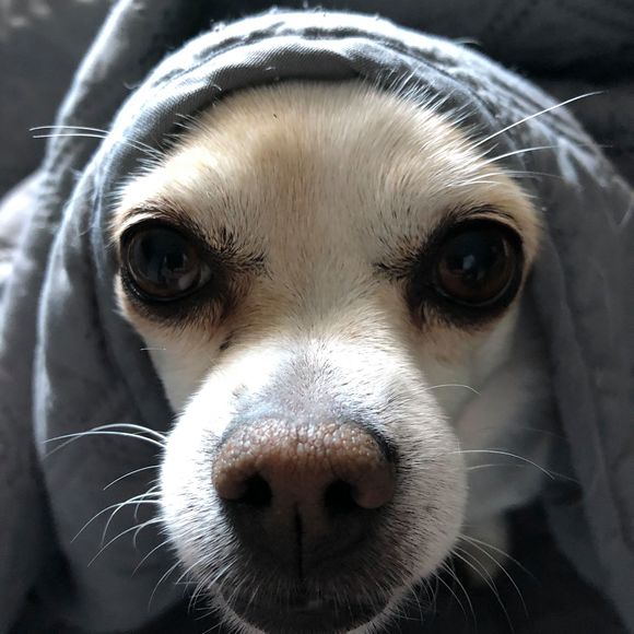 Meet your Posher, Tim - Picture 1 of 1